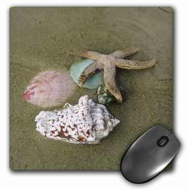Ceramic Tile Coasters Maresa Pryor 3dRose CST_89225_4 Sea Shells US10 MPR0288 Set of 8 Florida Captiva Island Ceramic Tile Coasters Maresa Pryor 3dRose CST_89225_4 Sea Shells US10 MPR0288 Set of 8 Florida Captiva Island
